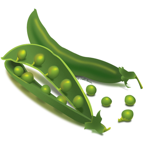 Peapods, digital illustration